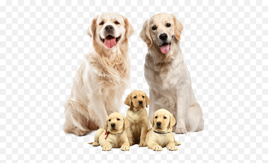 Puppybeing Because Dogs Are People Too - Dog Family Images Png Emoji,Add Dog Emoticons To Facebook