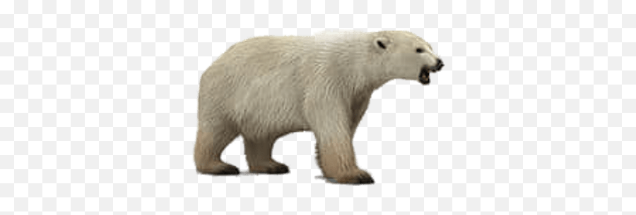 Roaring Polar Bear Png Hd Transparent Background Image - Lifepng Emoji,The Polar Express Emojis