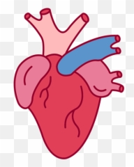 Heart Png Designs For T Shirt U0026 Merch Emoji,Anatomical Heart Emoji