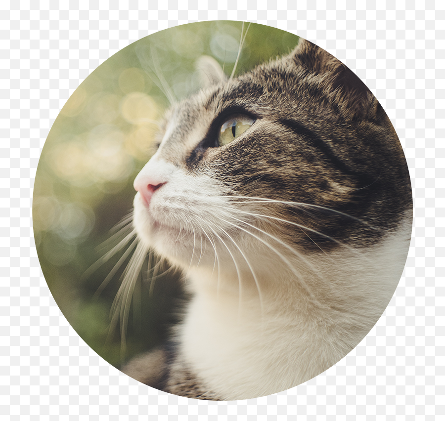 Let Us Help Your Cat Or Dog Stay Healthy And Happy Emoji,Cat And Dog Emoji