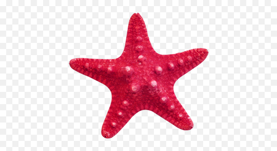 Starfish Transparent Png Image Ideas - Red Starfish Png Emoji,Starfish Emoji
