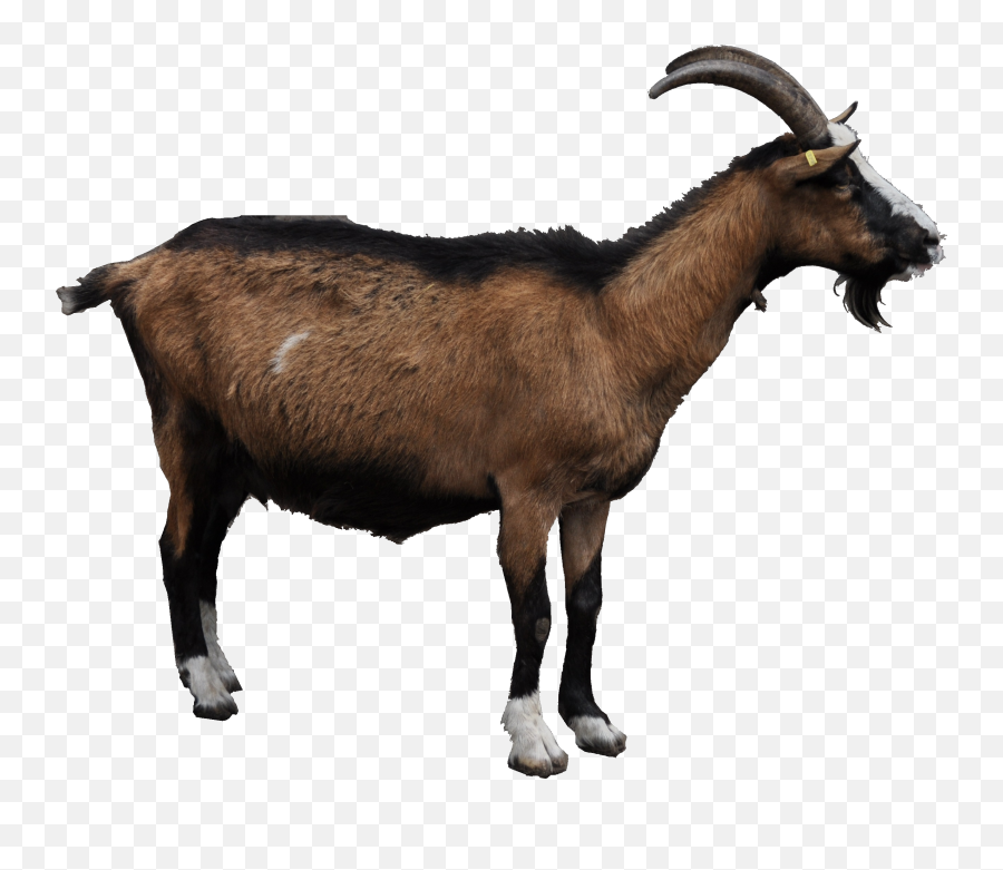 Clipart Goat Goat Indian Clipart Goat - Transparent Background Goat Png Emoji,Goat Head Emoji