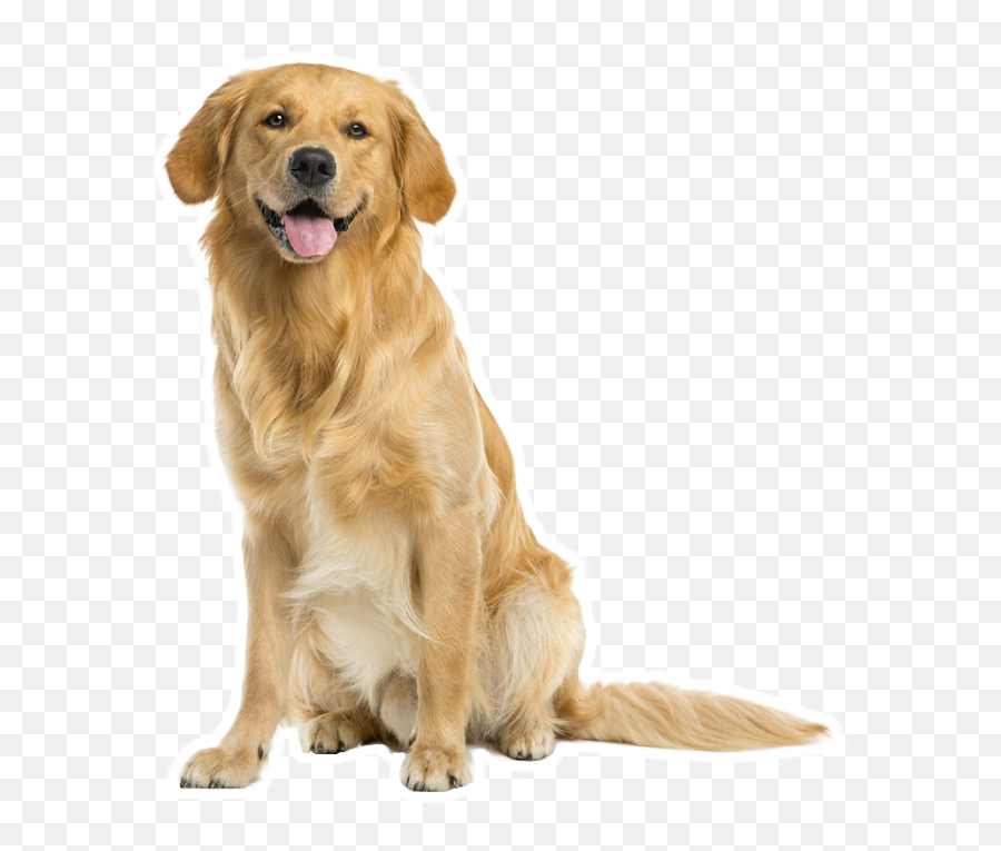 Dog Boarding Hillsborough Nc Archives - Golden Retriever Png Emoji,Dog Development Emotions