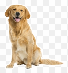 Dog Boarding Hillsborough Nc Archives - Golden Retriever Png Emoji,Dog Development Emotions