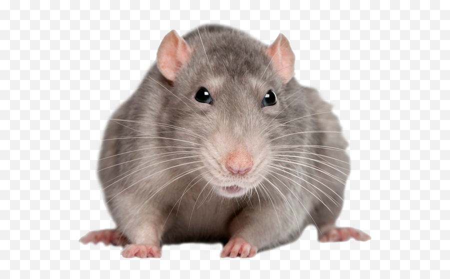 Png Images Rat And Mouse - Rat Front Emoji,Rat Faces Emotions
