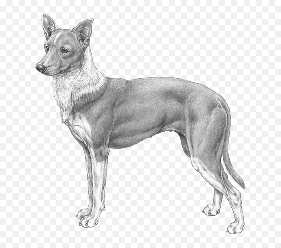 Portuguese Podengo - Pedigree Breeds Dogwellnet Podengo Drawing Emoji,Dog Emoji Sketch