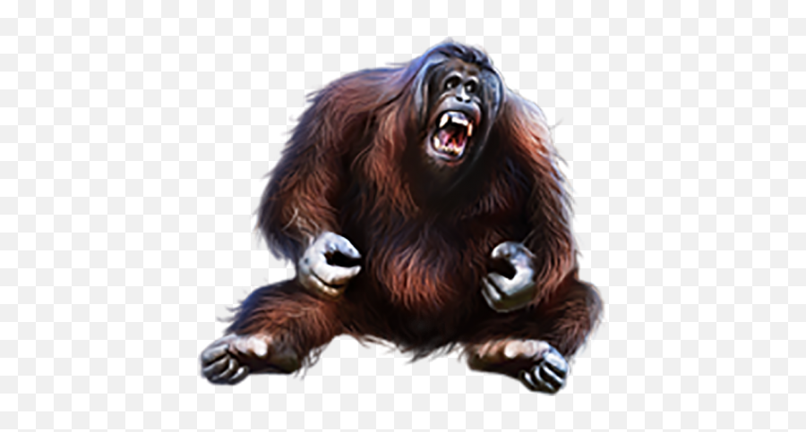 Angry Orangutan Png Transparent Images Free Download Emoji,Angry Monkeys Emojis
