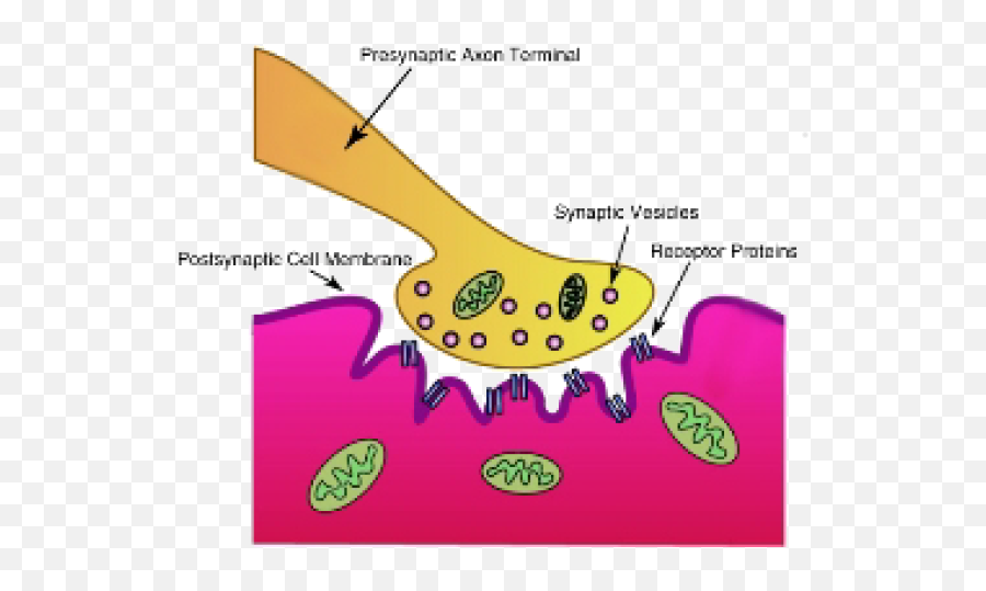 The Nervous System U2039 Opencurriculum - Neurotransmitters Enter The Synapse And Bind To Receptors On Another Neuron Stimulating Ions To Enter That Cell Emoji,Neurotransmitters And Emotions