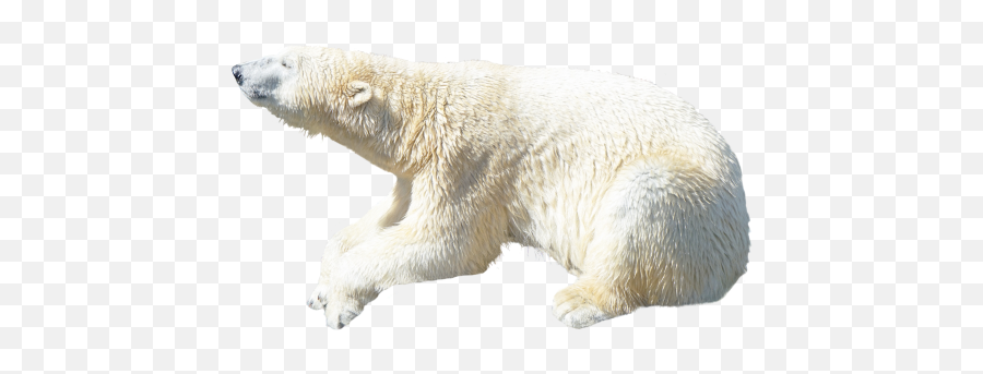 Polar Bear Transparent Background Png Png Arts Emoji,Google Emoji Polar Bear