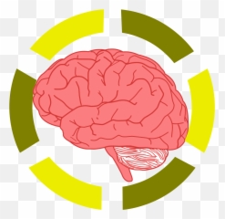 Stress Affects Your Brain And Immunity - Fear In Brain Transparent Emoji,Emotions And The Brain Psychology