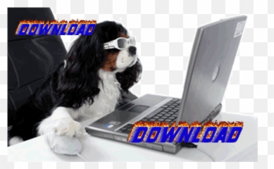 Dogdings - Dogs Terms And Conditions Memes Emoji,Cavaliers Emoji Keyboard
