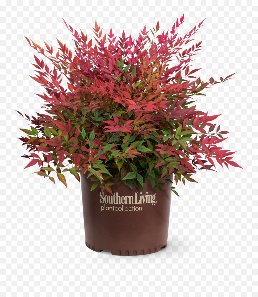 Obsession Nandina - Obsession Nandina Emoji,Picture Of Sweet Emotion Abelia In Garden