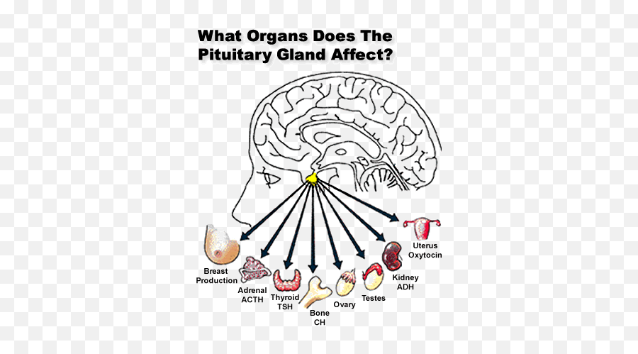 14 Pituitary Brain Tumor Awareness Ideas Brain Tumor - Organs Does The Pituitary Gland Affect Emoji,Mri Brain Scan Tumor Emotion