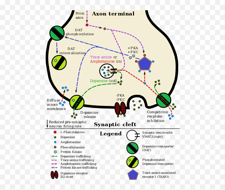 Phenethylamine - Wikipedia Dopamine Transporter Emoji,Neurotransmitters And Emotions