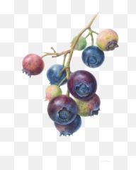 Botanical Illustration Ideas - Transparent Botanical Art Png Emoji,Hydrangea Macrophylla Emotion