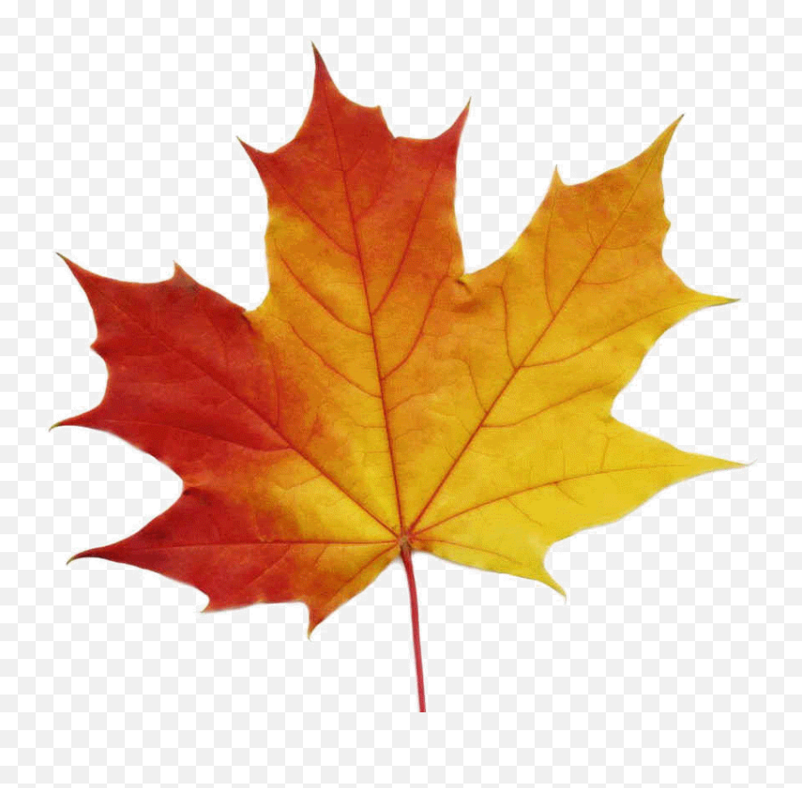 Free Maple Leaf Transparent Download - Maple Leaf Vector Emoji,Lead Emoji
