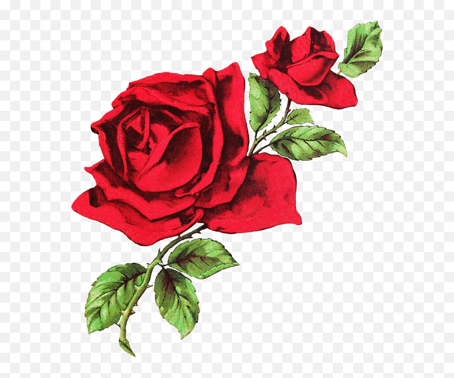 Roses Sticker - Red Rose Drawing Png Emoji,Two Roses Emoji