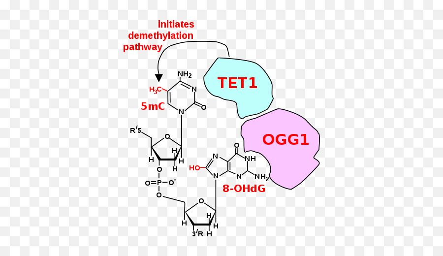 Epigenetics In Learning And Memory - Wikipedia Cpg Dna Emoji,Mental Illness Resulting From Inexpression Of Emotions