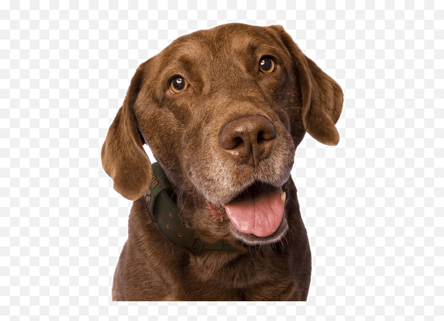 Chesapeake Bay Retriever Puppies For - Martingale Emoji,Emoticon Long Blonde Haired Girl With Beagle Dog