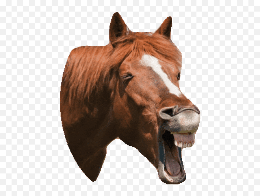 Transparent Gif - Horse Laughing Transparent Emoji,Sysiphus Emoji