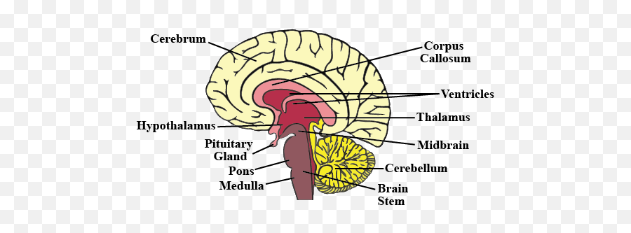 Is A Part Of The Brain Involved In Memory Emotion And Fear - Livescience Com 29365 Human Brrain Html Emoji,Brain Part And Emotion