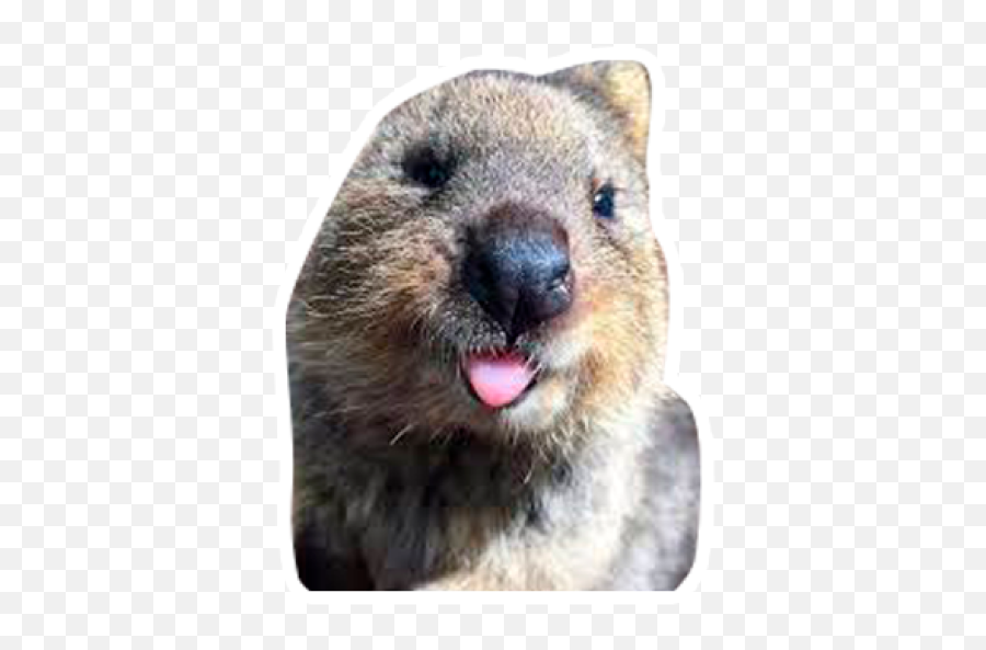 Sticker Maker - Quokkas Los Animales Más Felices Del Mundo Emoji,Emojis De Animalitos