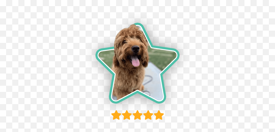 Dog Trainer Columbus Ohio Board U0026 Train At Marcum K9 Emoji,Videos Of Dogs Emotions