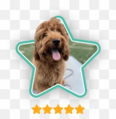 Dog Trainer Columbus Ohio Board U0026 Train At Marcum K9 Emoji,Videos Of Dogs Emotions