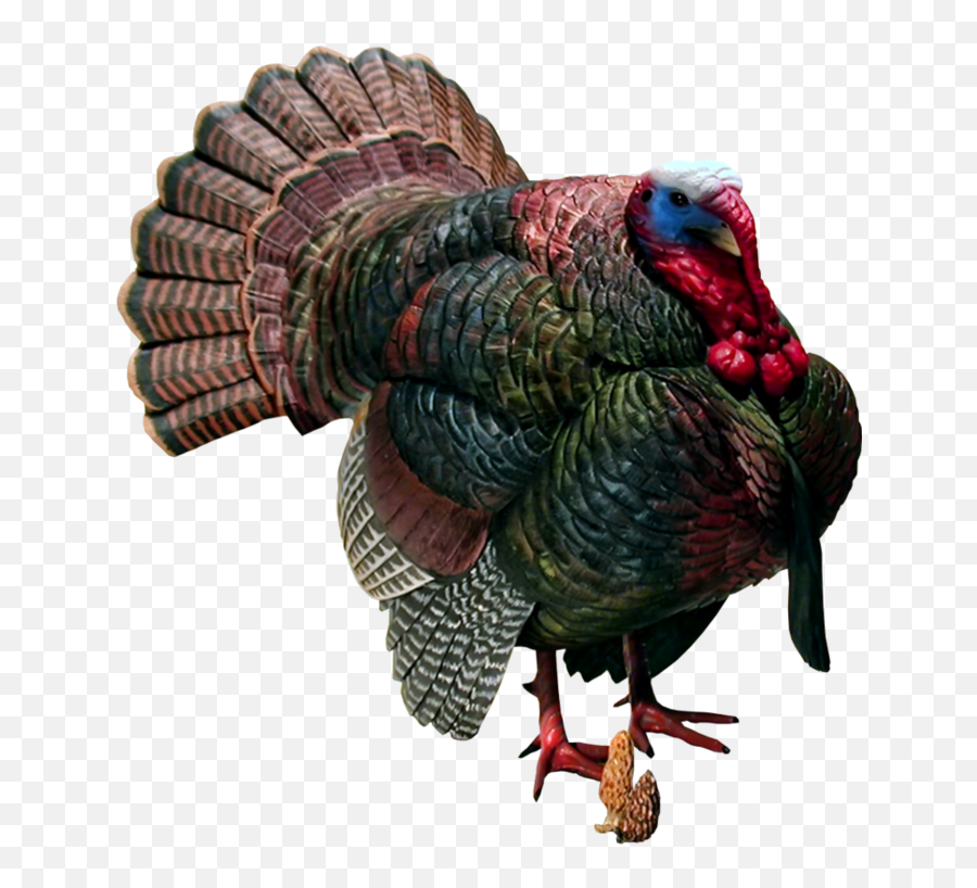 Turkey Bird Png Images - High Quality Image For Free Here Emoji,Turkey Emoji
