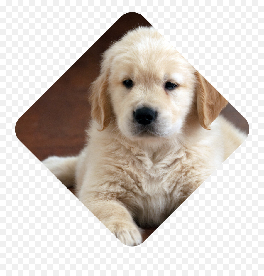 Welcome To Flower Horn Pets Trading Llc Emoji,Puppy Dog Eyes Emoji