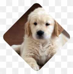 Welcome To Flower Horn Pets Trading Llc Emoji,Puppy Dog Eyes Emoji