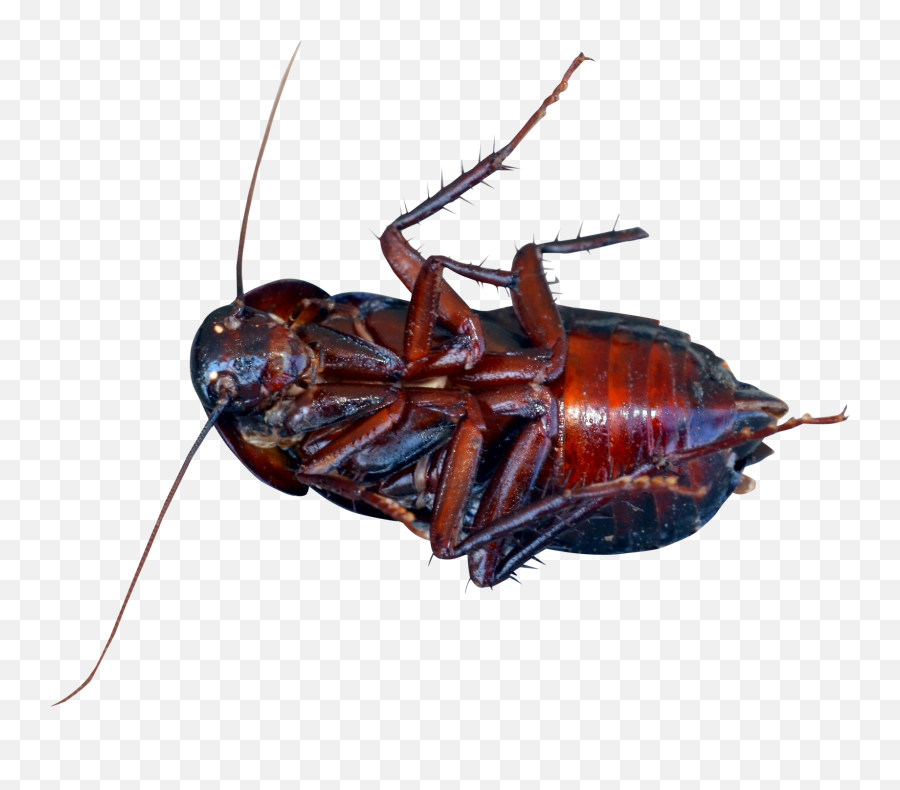 Cockroach Beetle - Cockroach Png Download 17001448 Free Emoji,Cockaroach Emoji