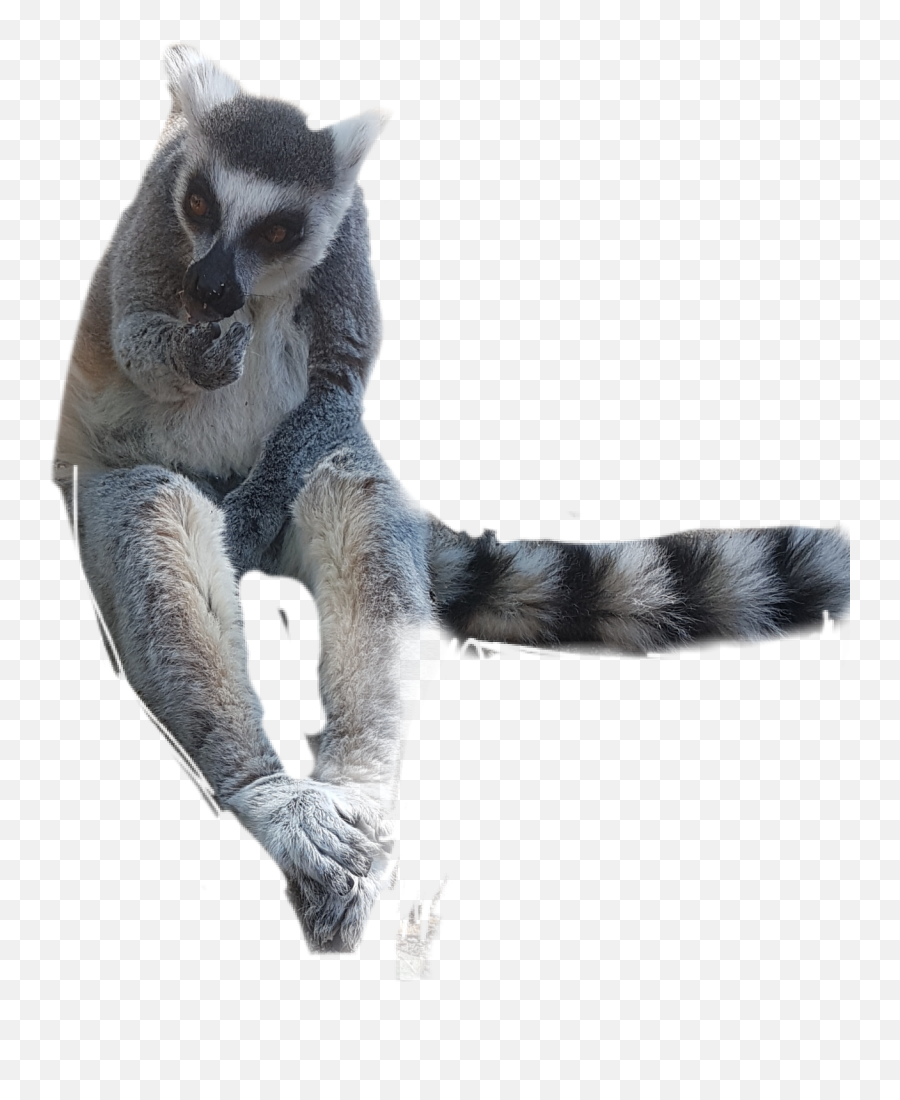 Lemur Sticker - Lemur Emoji,Lemur Emoji