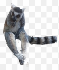 Lemur Sticker - Lemur Emoji,Lemur Emoji