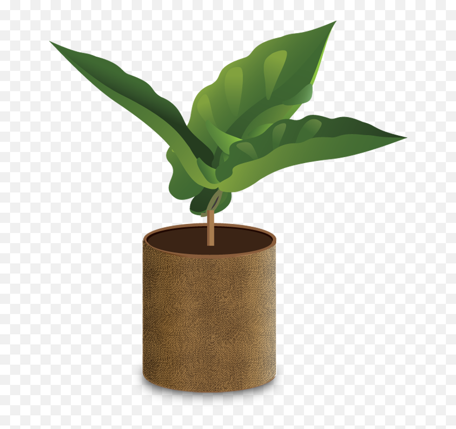 Seedling Clipart Many Plant Seedling - Coffee Plant Png Emoji,Bean Sprout Emoji