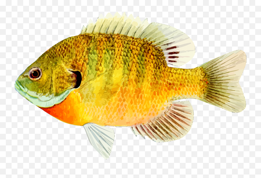 Free Photo Fish - Animal Lake Pond Free Download Jooinn Fish Animal Emoji,Free Fish Emoji