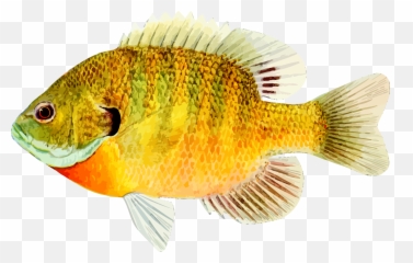 Free Photo Fish - Animal Lake Pond Free Download Jooinn Fish Animal Emoji,Free Fish Emoji