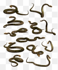 Free Photo Boa Reptile Snake - Dot Emoji,Reptiles Have Emotions