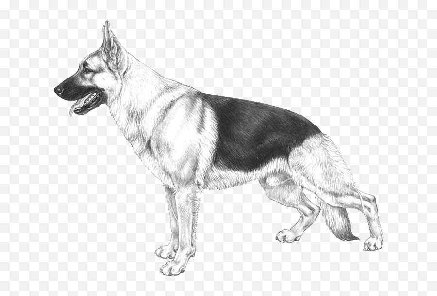Embark Dog Dna Test - German Shepherd Emoji,How To Tell German Shepherds Emotions By Their Ears