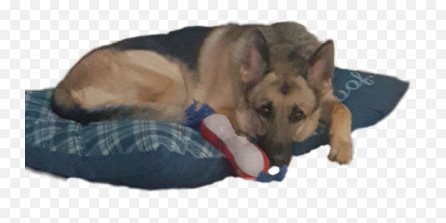 The Most Edited Commentalways Picsart - Dog Bed Emoji,German Shepherd Emoji Android