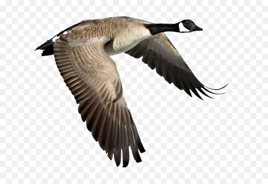 Goose Flying In Sky Png Transparent Images Free - Yourpngcom Emoji,Fly Emoji Transparent Background