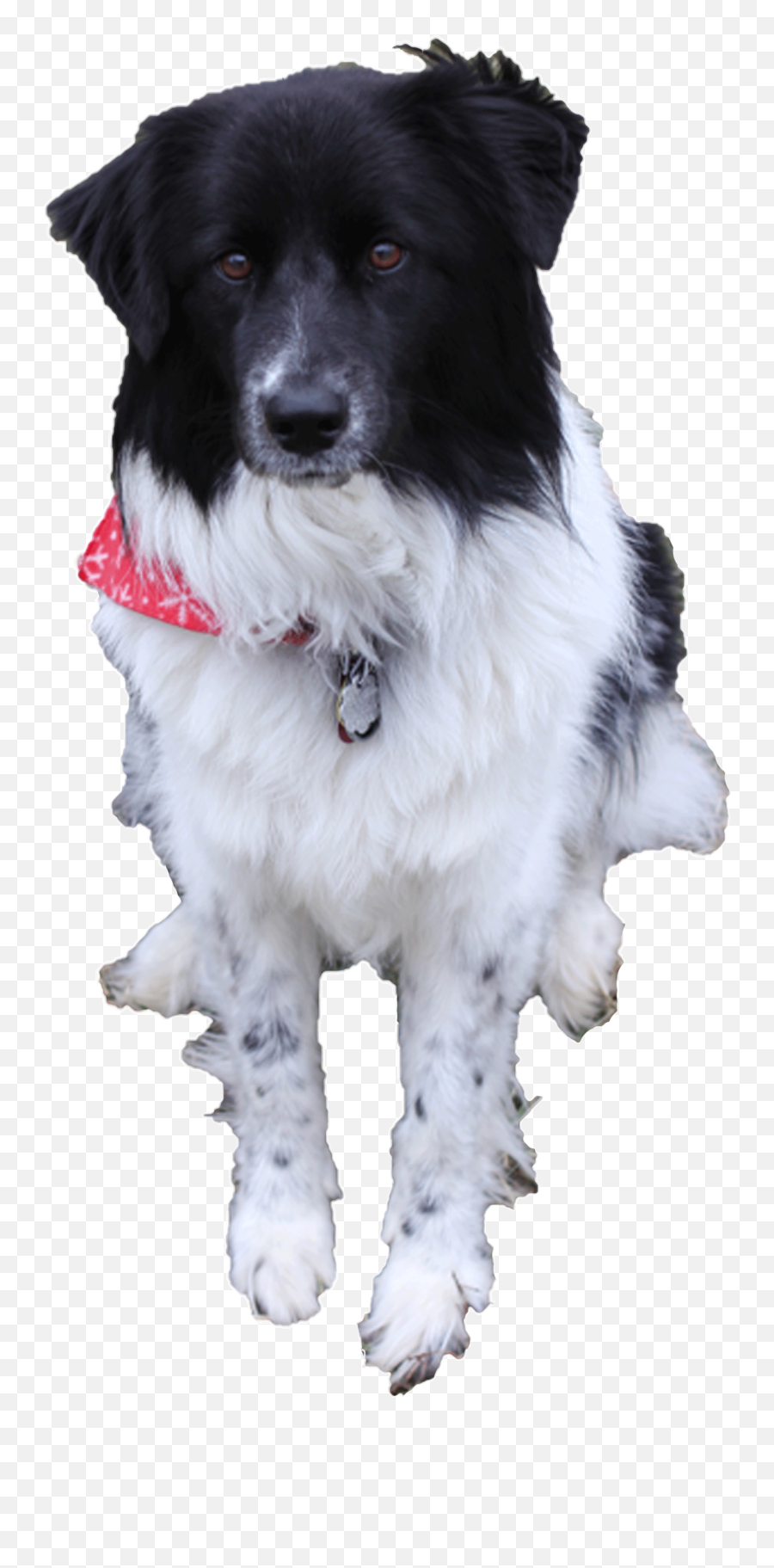 Border Collie Bark Design Piranha Blog Animated Dog Gif - Transparent Background Dog Barking Gif Emoji,Collie Emoji