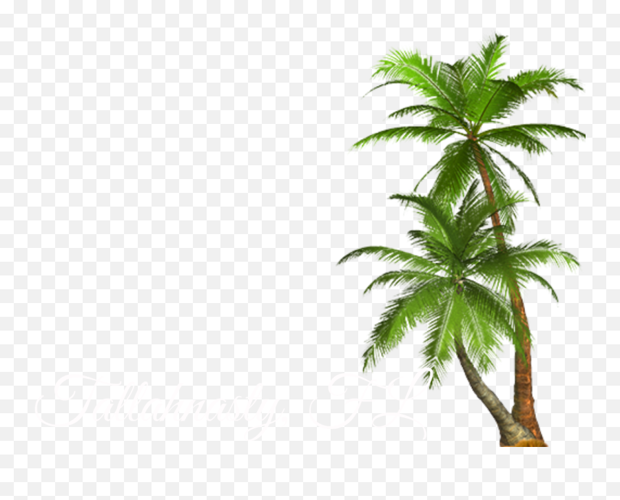 Download Filterjff - Transparent Palm Tree Png Full Size Png Transparent Background Palm Trees Png Emoji,Palm Tree Emoji