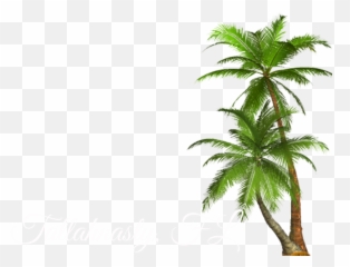 Download Filterjff - Transparent Palm Tree Png Full Size Png Transparent Background Palm Trees Png Emoji,Palm Tree Emoji