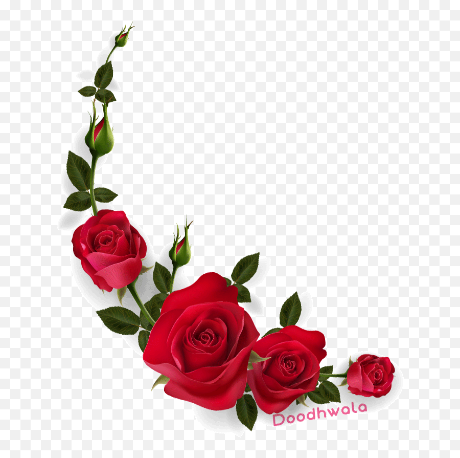 Red Rose Gif Images Download Animated Flower Wallpaper For - Flower Gif Transparent Background Emoji,Red Rose Emoji