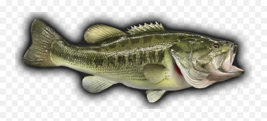 7 Lbs 12 Oz Largemouth Bass Fish - Bass Emoji,True Human Emotion Drum And Bass