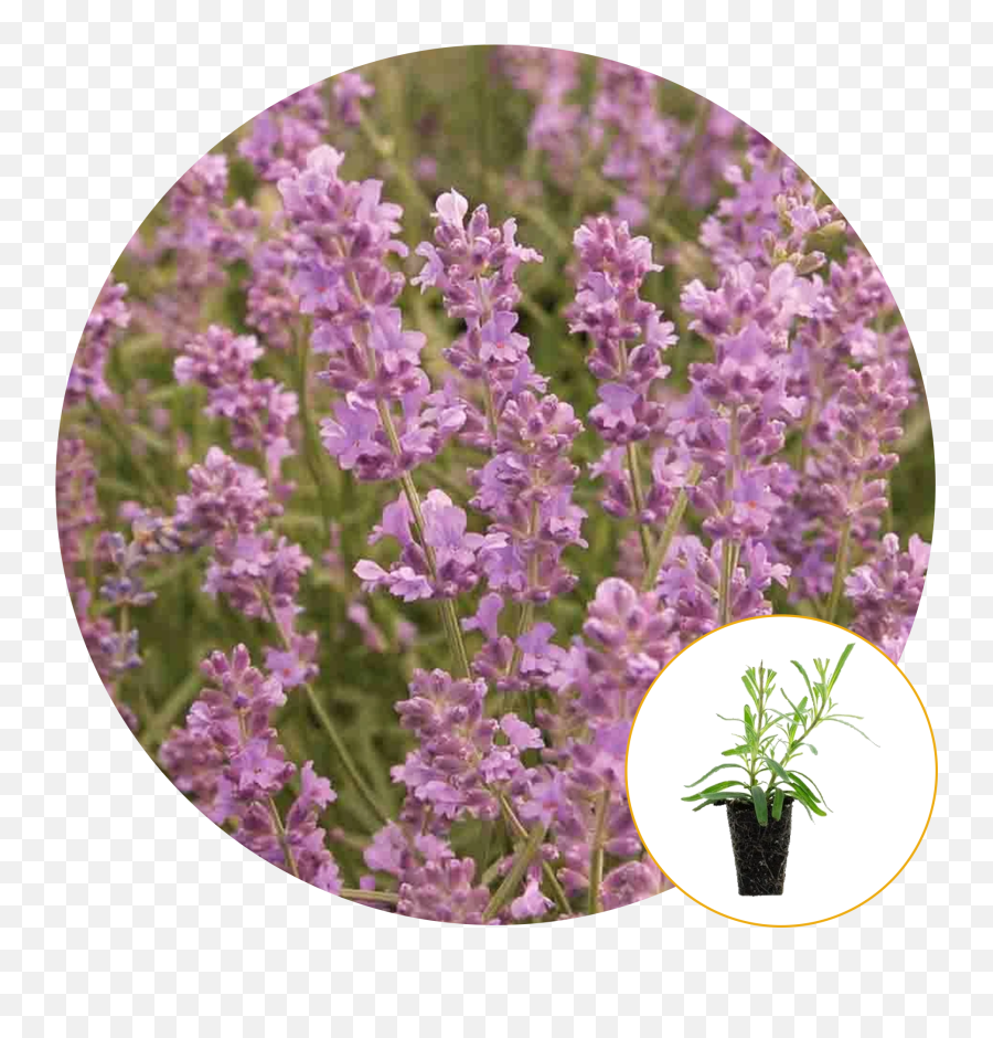 Southern Living Plants Little Bonnie - English Lavender Emoji,Picture Of Sweet Emotion Abelia In Garden
