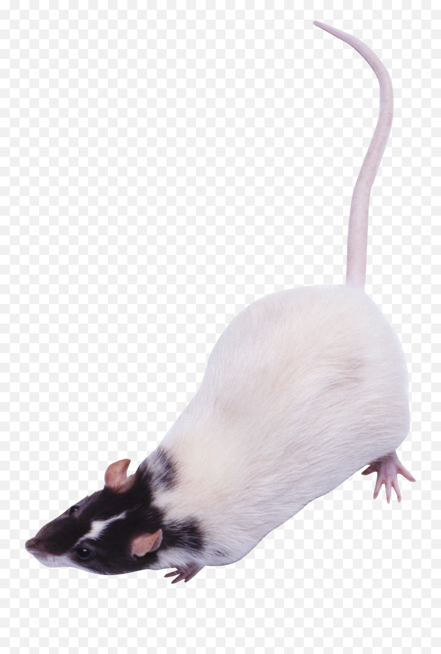 Png Images Rat And Mouse - Rat Png Top View Emoji,Rat Faces Emotions