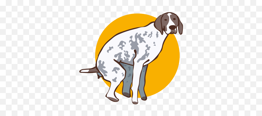 Colitis In Dogs - Braque Francais Emoji,Bbc Dogs Emotions