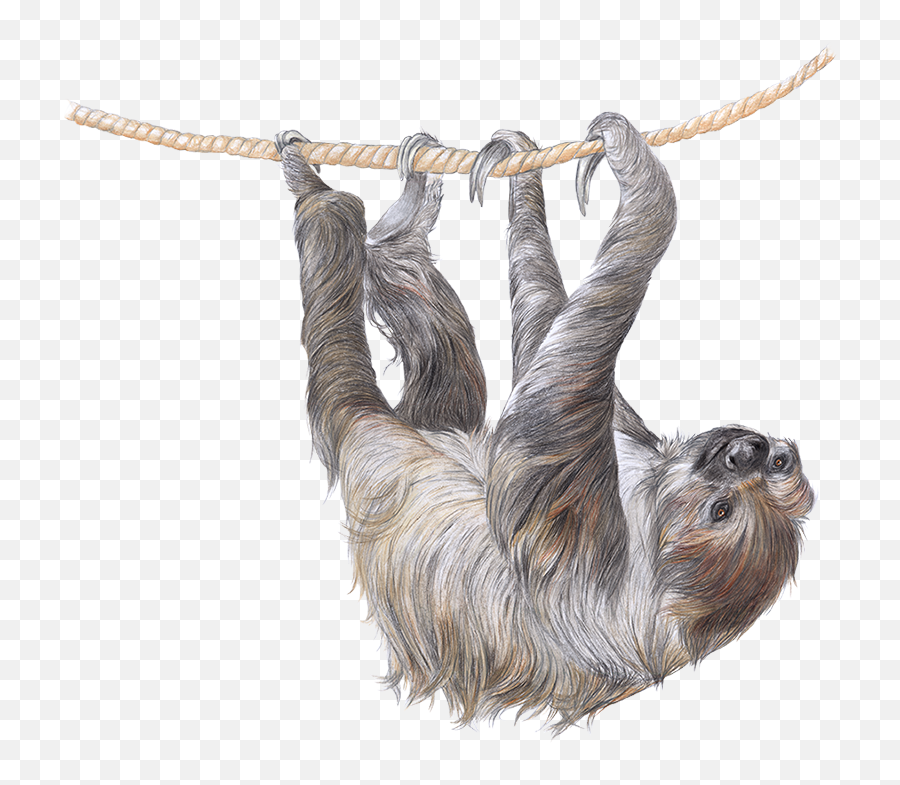 Two - Toed Sloth Im Zoo Rostock Erleben Pygmy Sloth Emoji,Sloth Emoticon Facebook